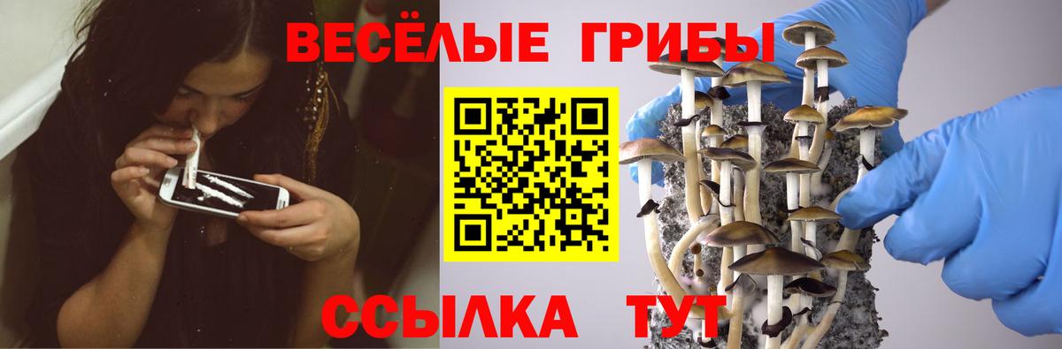 Псилоцибиновые грибы мицелий Острогожск
